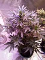 Bild von papaseed211 (Bubba Kush Autoflowering)