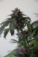 Humboldt Seed Organisation Bubba's Gift - ein Foto von lemur108