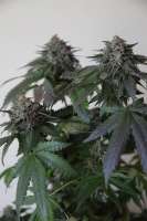 Humboldt Seed Organisation Bubba's Gift - ein Foto von lemur108