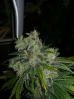 Humboldt Seed Organisation Chemdawg - ein Foto von Gangio