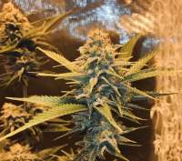 Humboldt Seed Organisation Dedoverde Haze - ein Foto von TheGreatWhite