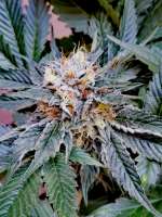 Humboldt Seed Organisation Ewe-2 - ein Foto von Grower93