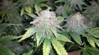 Bild von alexQC (Green Crack)