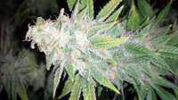 Bild von alexQC (Green Crack)