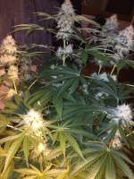 Bild von delahouse1 (Green Crack)