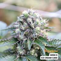 Humboldt Seed Organisation Ice Cream Cake - ein Foto von SunClone