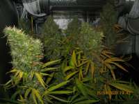 Bild von guerillagrower (Lemon Thai Kush)