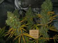 Humboldt Seed Organisation Lemon Thai Kush - ein Foto von guerillagrower