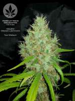 Bild von pineappleltd (OG Kush)