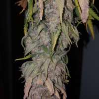 Humboldt Seed Organisation Pineapple Skunk - ein Foto von Nicktler