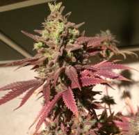 Humboldt Seed Organisation Pineapple Skunk - ein Foto von Moernest