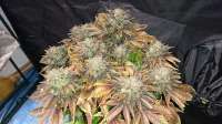 Bild von lesavoirestunearme7Z (Sour Blueberry)