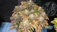 Bild von lesavoirestunearme7Z (Sour Blueberry)