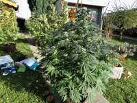 Humboldt Seed Organisation The New - ein Foto von hemp47