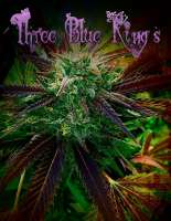 Humboldt Seed Organisation Three Blue Kings - ein Foto von KeganLee