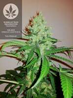 Bild von pineappleltd (Trainwreck)