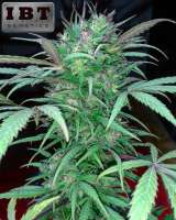 IBT Genetics Seeds Tencernabis - ein Foto von tencer