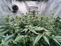 In House Genetics Platinum Terple - ein Foto von NubbyGreens