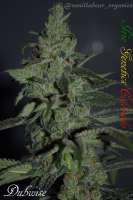 Irie Genetics Dubwise - ein Foto von Vanillabear