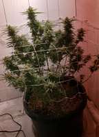 Irie Genetics Lemon Jeffery - ein Foto von JapJr