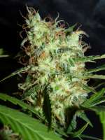 Jamaica Seeds Déjàvu - ein Foto von Mriko