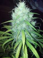 Jamaica Seeds Jamaican Chocolate - ein Foto von FragKush