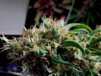 Jamaica Seeds Santa Muerte - ein Foto von fragkilla