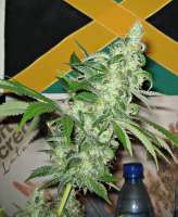 Jamaica Seeds Sweet Tunisian - ein Foto von fragkilla