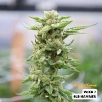 Jinxproof Genetics 9lb Hammer - ein Foto von SunClone