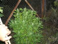 KalySeeds Green Yve - ein Foto von KALYSEEDS