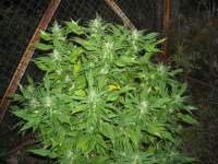 KalySeeds Green Yve - ein Foto von KALYSEEDS