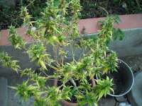 Bild von KALYSEEDS (Mexsativa)