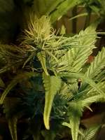 Kannabia Seeds Kickass Auto - ein Foto von Hempi8899