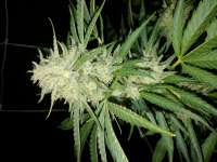 Kannabia Seeds Mataro Blue - ein Foto von 1azure