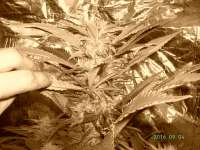 Bild von Weedpower (Mataro Blue)