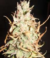 Kannabia Seeds Mataró Blue Automática - ein Foto von MallorcaGanja