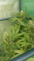 Kannabia Seeds Mc Early - ein Foto von Djkinetics