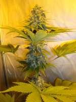 Kannabia Seeds Power Skunk - ein Foto von ElSuizo