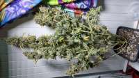 Bild von Snipp (Purple Kush)