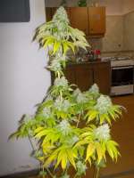 Karma Genetics Road Dawg - ein Foto von WhiteyB