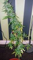 Kera Seeds NLX Diamond Auto - ein Foto von PerthPiper