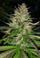 Kiwiseeds 2 Pounder - ein Foto von Cranky1