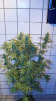 Bald man Lala Seeds Couch Project - ein Foto von schmidt86