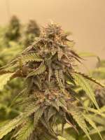 Bild von KushKingdomFarmTH (Baked Alaska)