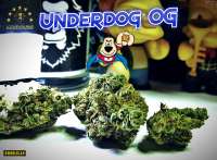 Loompa Farms Underdog OG - ein Foto von Justin108