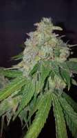 Lost River Seeds Melon Sprtizer - ein Foto von wabasso4life