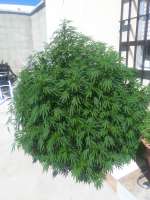 Loud Seeds 7/8 Sour - ein Foto von obiwancannabi