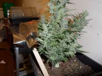 Lowlife Seeds Automatic AK47 - ein Foto von admin