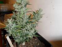 Lowlife Seeds Automatic AK47 - ein Foto von admin