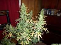 Lowlife Seeds Automatic AK47 x New York City Diesel - ein Foto von 420GT